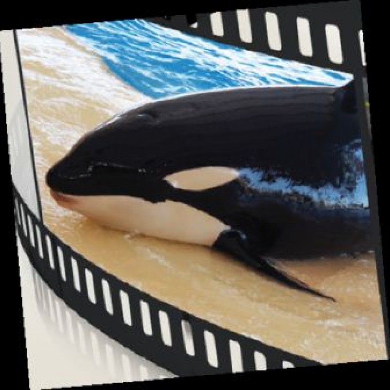 hundkatzepferd unterwegs auf den Kanaren hundkatzepferd